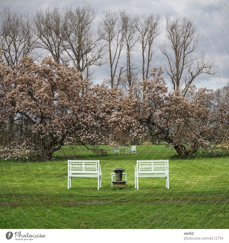 Symmetrical idyll Castle grounds Symmetry Classification benches Meadow Bushes magnolia tree blossom Sky Clouds trees Lawn Spring Grass Green Plant Blue Park