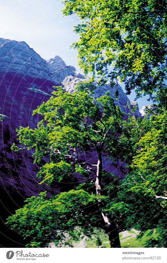 Tree foreboDs Summer Leaf Green Wall of rock Mountain Alps