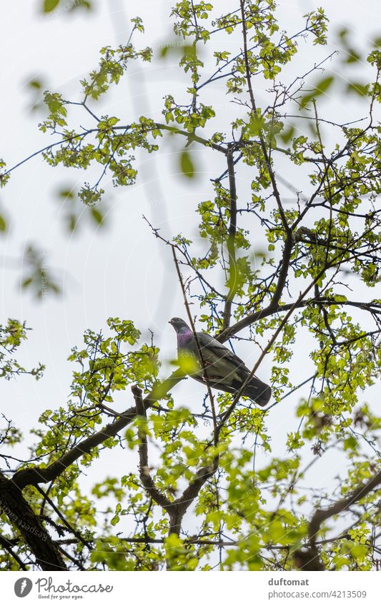 View from below up to dove sitting high up in tree Pigeon Tree Treetop Sky Branch Twig Leaf Green Tree trunk Nature Plant Deciduous tree Habitat safe Above Tall