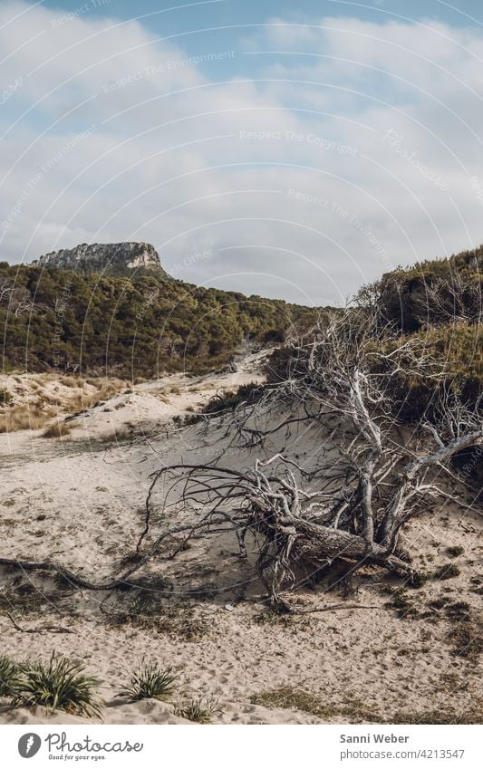 Cala Mesquida beach in Mallorca Beach Beach dune Sand Ocean Sky Vacation & Travel Clouds coast Sun Blue Wind Nature duene Exterior shot Colour photo Environment