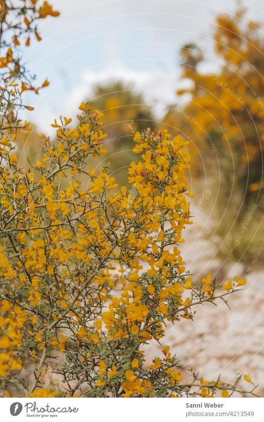 yellow mimosa shrub in the park Natural Mallorca Mimosa Family Plant Green Nature Colour photo Blossom Exterior shot Sensitive Yellow Bushes Flower Deserted Day