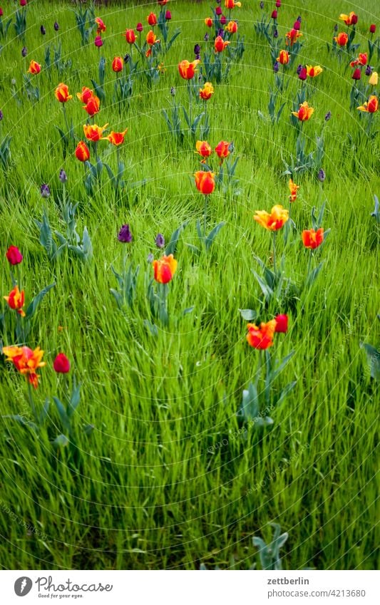 Tulips in spring Relaxation awakening holidays Spring spring awakening Garden allotment Garden allotments bud Deserted Nature Plant tranquillity Holiday season