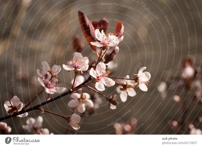 cherry blossom Spring tree blossom Cherry Delicate filigree Spa Beauty & Beauty Smooth Cream Warmth spring awakening pink pale pink