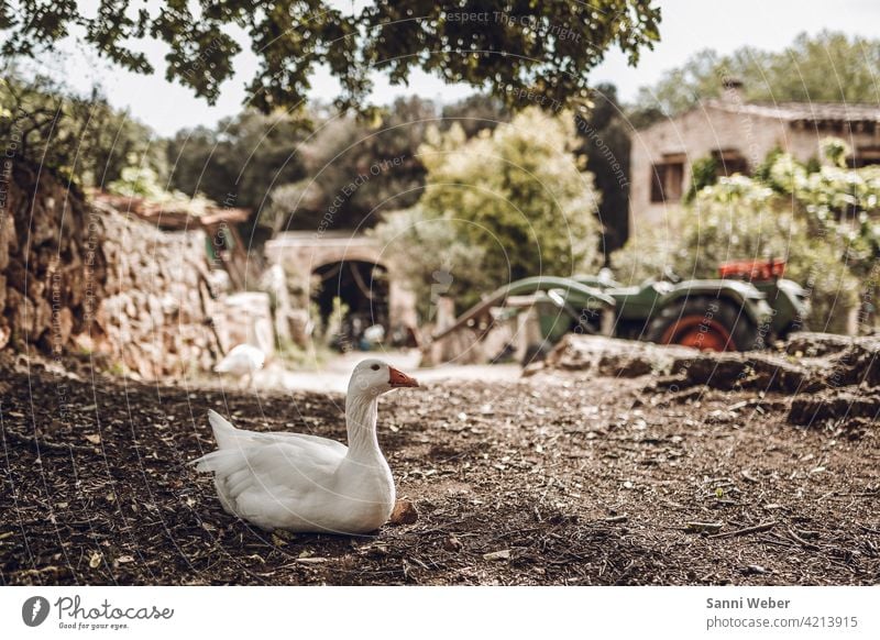 Goose on a farm Bird Animal Exterior shot Colour photo Deserted Animal portrait Farm animal Beak Nature Environment Meadow Poultry Feather Free-range rearing