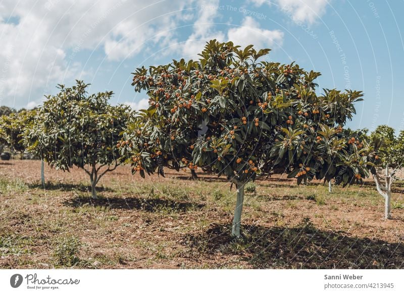 Orange tree in Artá Mallorca Colour photo Exterior shot Tree Nature Fruit Healthy Vitamin C Food Nutrition Organic produce Healthy Eating Vegetarian diet