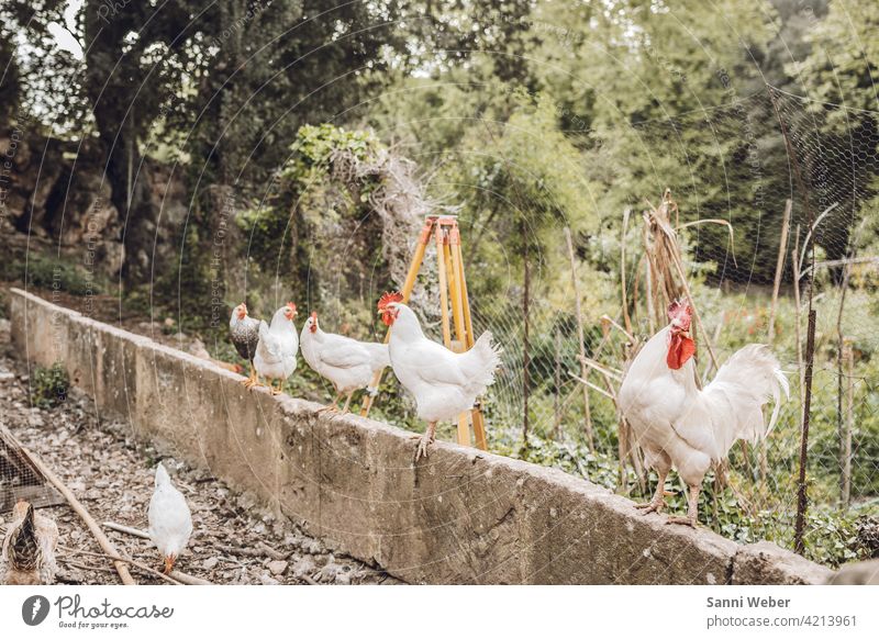 Farm in Mallorca Animal Colour photo Exterior shot Animal portrait Nature Rooster Bird Barn fowl Farm animal Agriculture Pet Poultry Free-range rearing