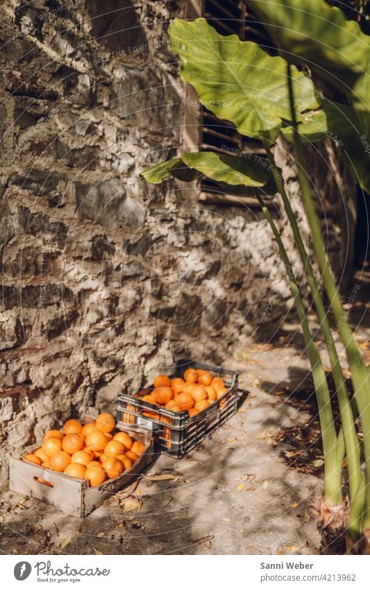 orange oranges Food Fruit Healthy Fresh cute Vitamin Nutrition Delicious Organic produce Vegetarian diet Healthy Eating Colour photo naturally Vitamin-rich