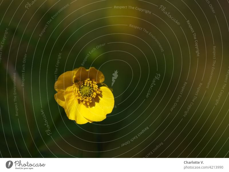 Marshmallow flower marigold Blossom Plant Green Yellow Nature Spring Blossoming Flower Close-up Colour photo Detail Exterior shot Shallow depth of field