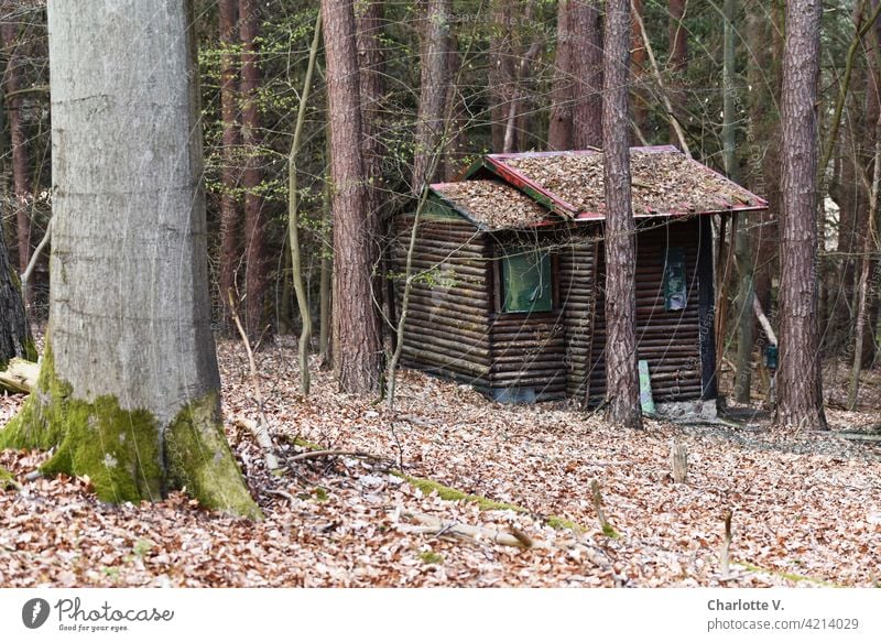 Forest dacha Hermitage Datsche Wooden cottage Witch's house Witch's cottage Exterior shot Hut Dark Deserted Nature Loneliness House (Residential Structure) Tree