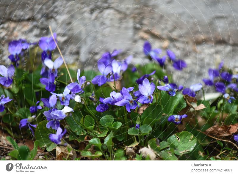 violet Violet plants Flower Plant Close-up Spring Blossom Exterior shot Blossoming Nature Detail Colour photo Deserted Garden Spring fever pretty Green