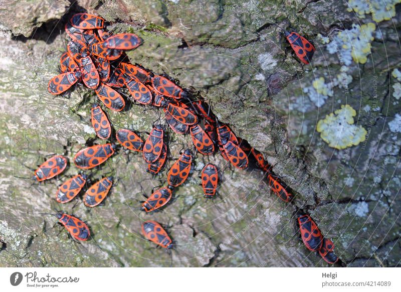 Group cuddling - many fire bugs sunbathing together on a tree trunk Firebug lion's mane beetle Bug Insect Animal Pyrrhocoris apterus cobbler beetle