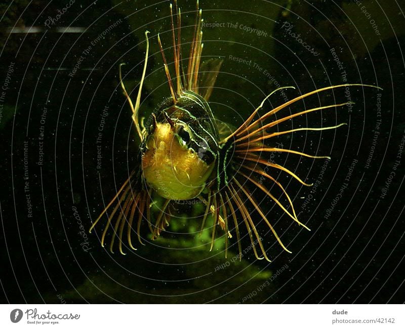 lionfish Ocean Animal Fish