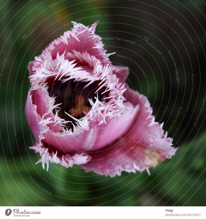 pink and white fringe tulip bird's eye view Tulip Fringe tulip Flower Blossom Spring flower fimbriated tulip Blossom leave Crispa Tulip Spring Flowering Garden