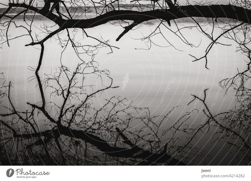 Bare tree above the lake with reflection in the smooth water surface Moody Landscape Water Reflection Nature Lakeside Twilight Surface of water Mirror image