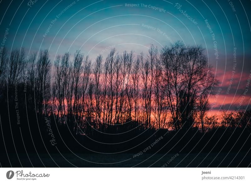 Evening sky behind bare trees Sky Dusk Sunset Twilight Sunlight Red Orange Blue Clouds Landscape Silhouette Contrast Horizon Moody Forest