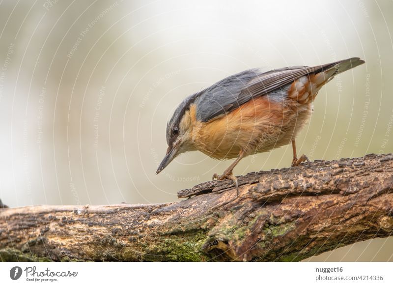 Nuthatch on branch songbird Bird Animal Nature Songbirds Exterior shot Colour photo Wild animal Animal portrait 1 Day Deserted Shallow depth of field