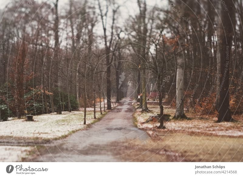 Küchwaldpark bare and cold in winter in Chemnitz Deserted Day Close-up Exterior shot Colour photo Autumnal colours Automn wood Autumn leaves Brown Multicoloured