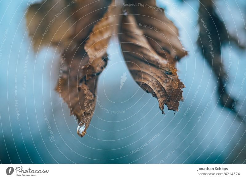 Branch with brown leaves in winter with drop macro Deserted Day Close-up Exterior shot Background picture Colour photo Structures and shapes Autumn leaves Brown