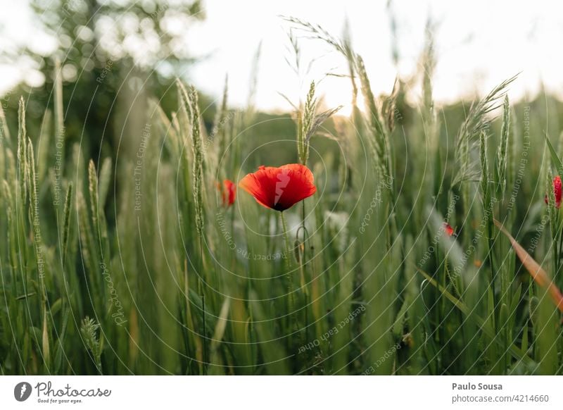 Close up poppy flower Poppy Poppy blossom Field Spring Spring fever Summer Flower Nature Plant Colour photo Poppy field Blossom Meadow Red Exterior shot Idyll