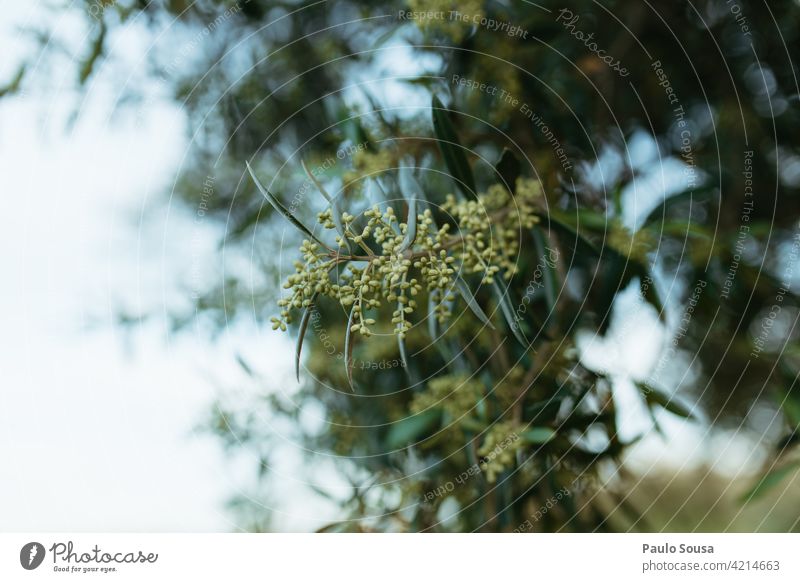 Close up Olive flower Flower Close-up Olive oil Olive tree Mediterranean Green Plant Day Olive harvest Olive grove Deserted Olive leaf Nature Exterior shot