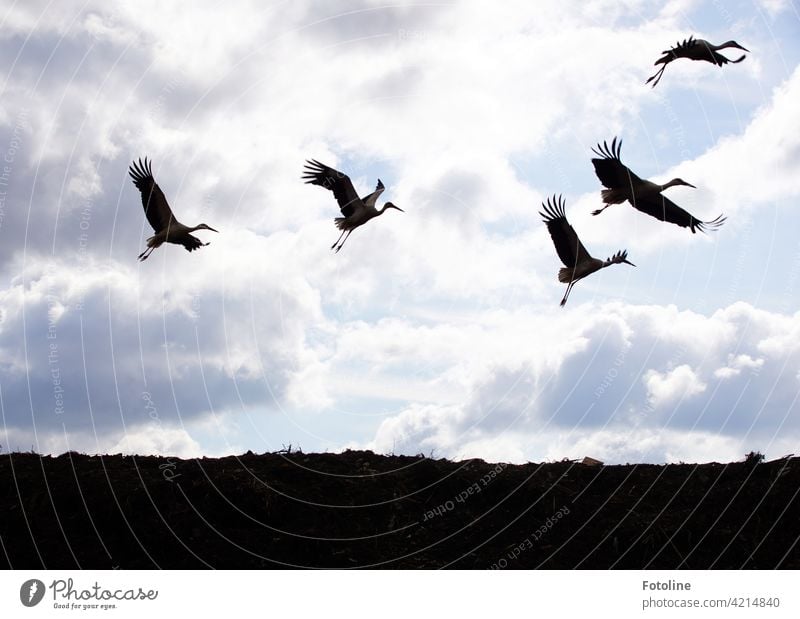 Stork flight II birds Bird Animal Exterior shot Colour photo Wild animal Nature Day Deserted Environment White White Stork Sky Black Beautiful weather Blue