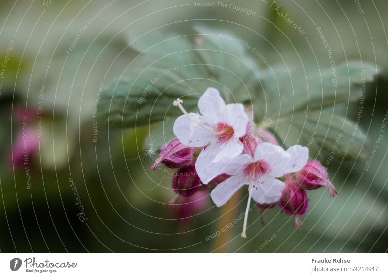 Rock cranesbill flowers and buds Rock Cranesbill blossoms Pink Spring Blossom Flower Green Plant two blossoms Blossoming Garden Close-up