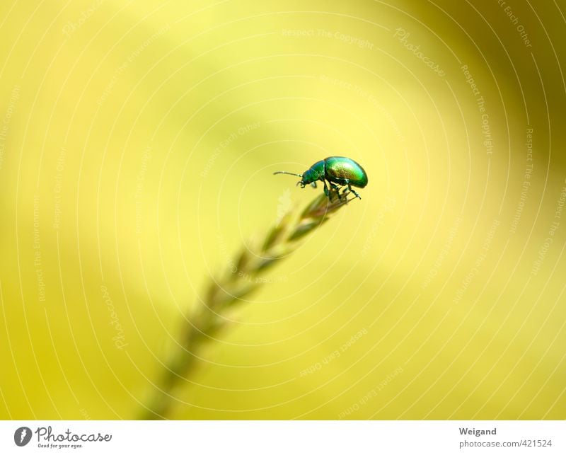 Nugget 1 Environment Nature Park Meadow Animal Beetle Going To enjoy Gold Green Summery Balance Beginning Happy Colour photo Multicoloured Exterior shot