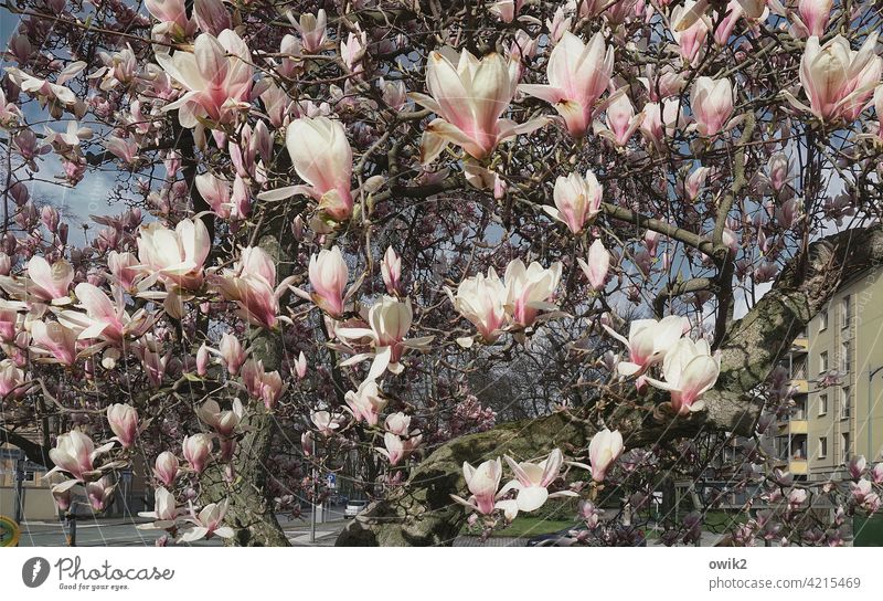 Blood Magnolia blossom Blossoming Ornamental plant ornamental shrubs Idyll White Pink Rich Positive naturally pretty Tall Elegant Growth Illuminate Fragrance