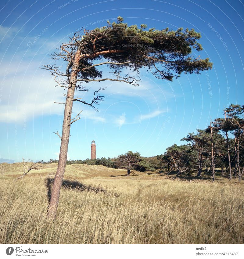 Escape Reflex Darss Western Beach Wind cripple Colour photo Exterior shot Deserted Sunlight Idyll Large Wood Bushes Tree Beautiful weather Autumn Landscape