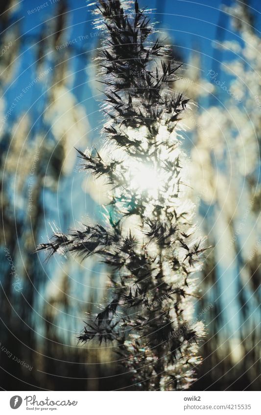 gleam Reeds Bushes Glittering Colour photo Peaceful Back-light Silhouette Contrast Morning Light Shadow Plant Landscape Mystery Exterior shot fuzzy blurred