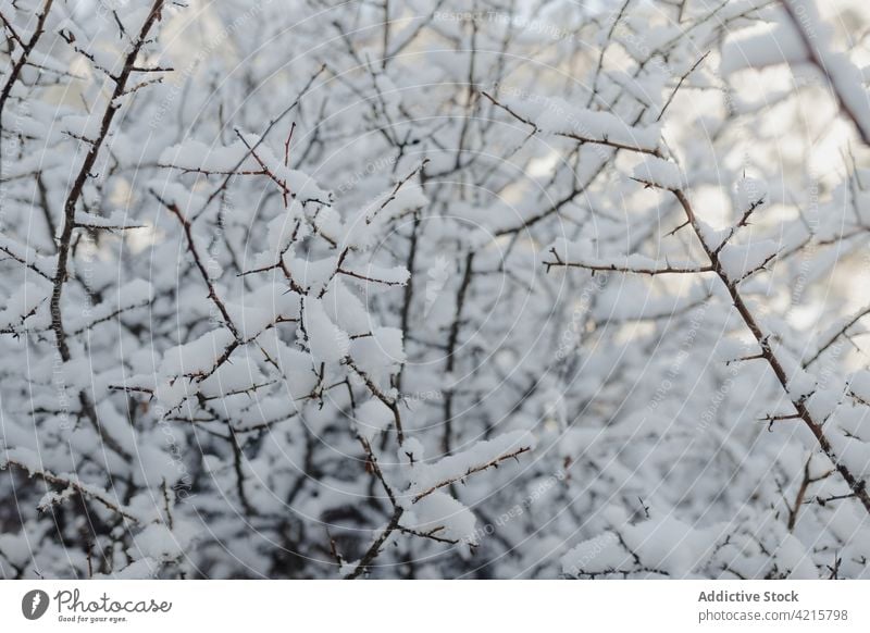 Tree twigs with snow in winter forest tree nature environment wintertime vegetate cold weather untouched wavy grow woods fluffy white brown color scenic