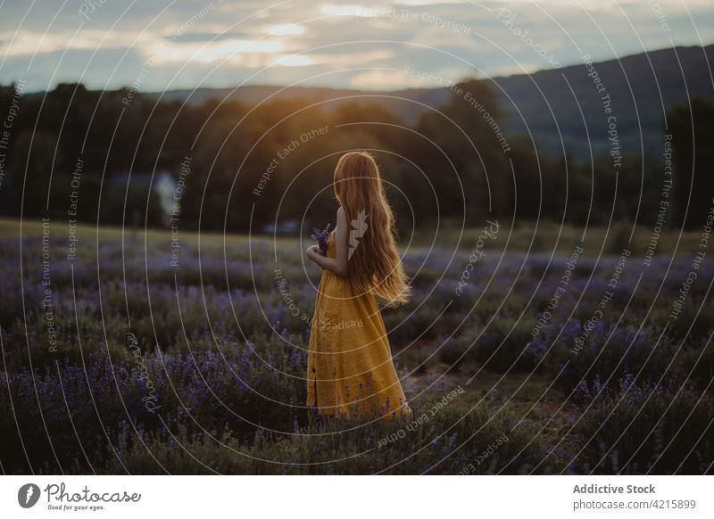 Tender woman in lavender field tender romantic dreamy flower blossom harmony female bloom enjoy summer meadow fragrant tranquil delicate calm plant serene flora