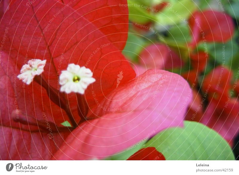 red flower Flower Red Plant