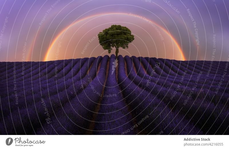 Beautiful rainbow over lavender field in evening tree flower sunset bloom blossom landscape scenery environment flora fragrant fresh purple growth scenic nature