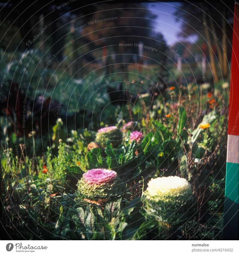 Artichoke flower Garden Autumn colors Park King Harvest tranquillity naturally Sustainability pretty salubriously Nature