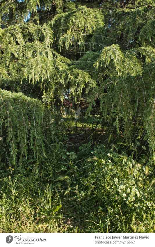 garden with pine leaves and branches on a sunny day tree branch nature evergreen foliage leaf forest plant fresh background decoration beautiful new texture