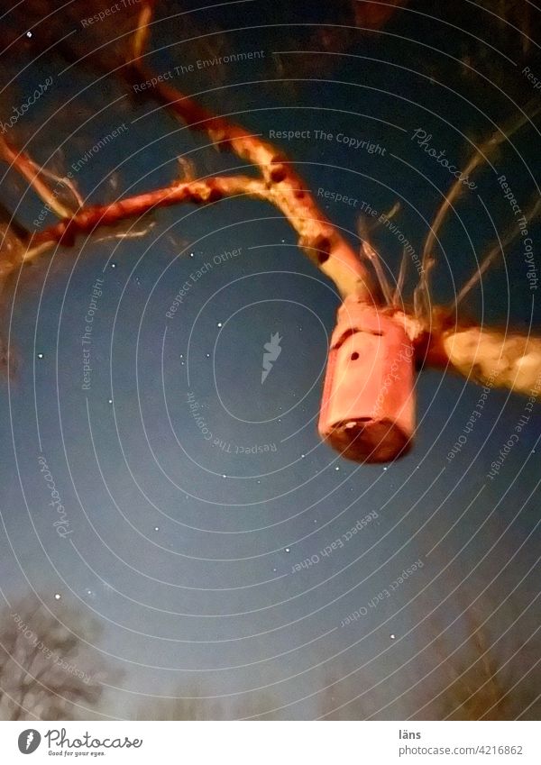 cloud cuckoo home Nesting box Night Sky Tree Starry sky Dark Copy Space middle Long exposure Night sky Deserted Exterior shot Starlit