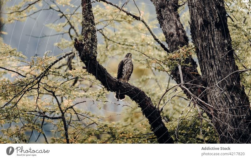 Hawk sitting on tree branch in forest hawk bird wild plumage habitat ornithology woods wildlife fauna avian nature feather predator creature brown wing woodland