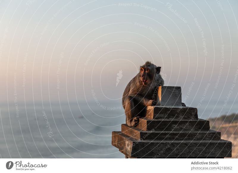 Monkey sitting on stone fence at sunset monkey animal sea wild evening summer sundown uluwatu bali indonesia mammal water sky natural calm cute creature