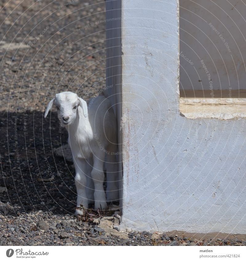 shadow search Beautiful weather Animal Pet 1 Baby animal Stone Concrete Black White Goats Kid (Goat) Bus stop Wait Colour photo Subdued colour Exterior shot