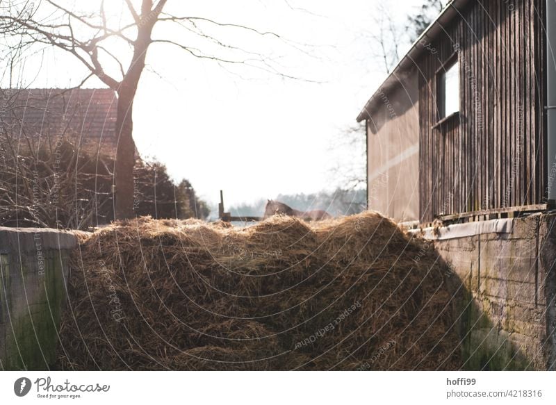 Morning sun on a dung heap Manure heap crap rural idyll Farm morning sun Rural Nature rural surrounding Environment Back-light naturally Agriculture country