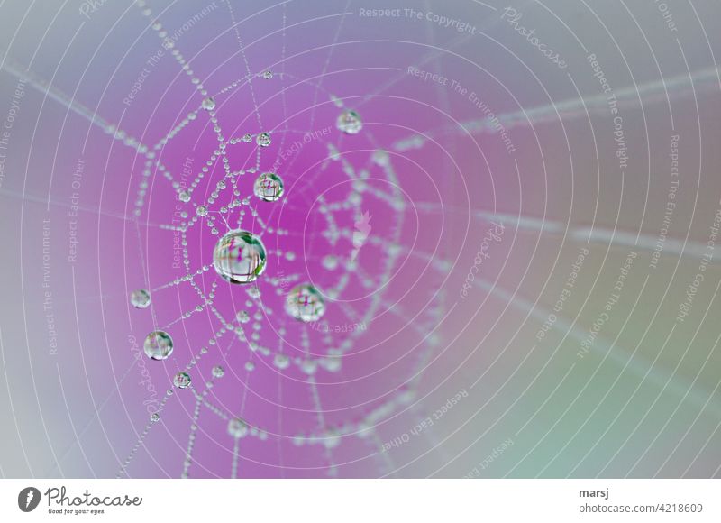 Drops on spider web with purple background Spider's web Illuminate Drops of water Reflection Mysterious Spring Trickle Network Magnifying glass Surrealism