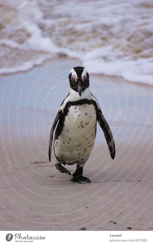 Stranded? Vacation & Travel Beach Landscape Beautiful weather Island Wild animal 1 Animal Movement Subdued colour Exterior shot Deserted Day Central perspective