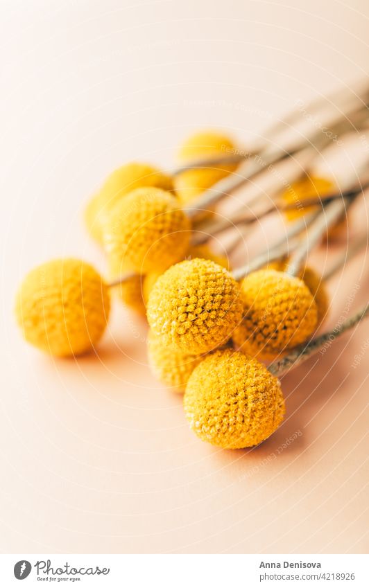 Craspedia globosa dry flowers Flower Dried flowers Billy Buttons bunch of flowers bouquet bouquet of flowers mustard-yellow ball craft paper Drumsticks