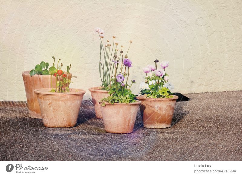 Clay pots in the yard in front of the house, the first ranunculus have blossomed Ranunculus Spring Courtyard House (Residential Structure) Wall (building)