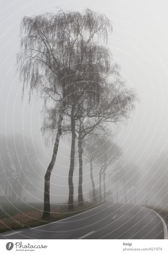 morning fog Environment Nature Landscape Plant Winter Fog Tree Traffic infrastructure Street Stand Authentic Dark Natural Gray Black White Moody Calm Unwavering