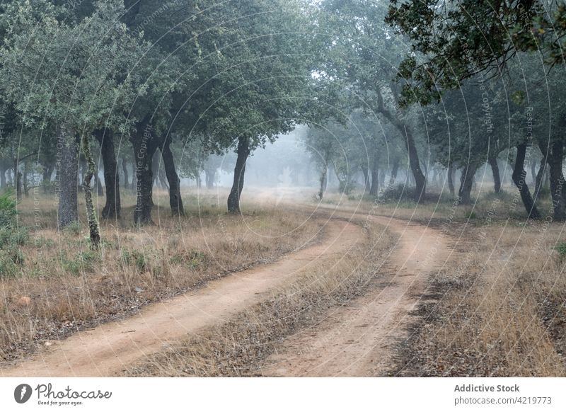 Ancient holm oak forest (Quercus ilex) in a foggy day with centenary old trees, Zamora, Spain. majadas las majadas landscape forestry oaks winter millenary big