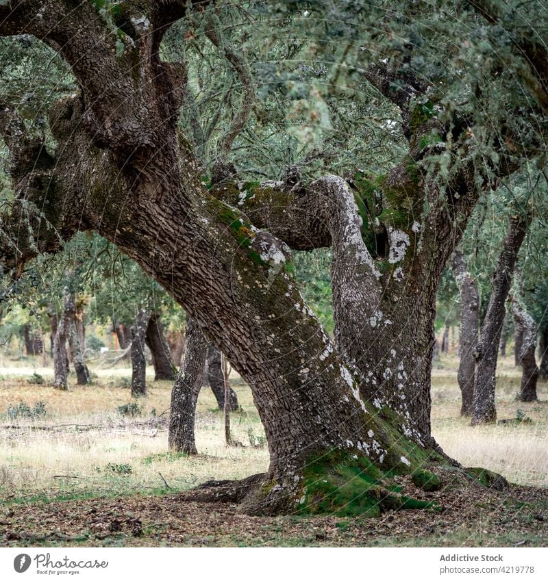 Ancient holm oak forest (Quercus ilex) in a foggy day with centenary old trees, Zamora, Spain. majadas las majadas landscape forestry oaks winter millenary big