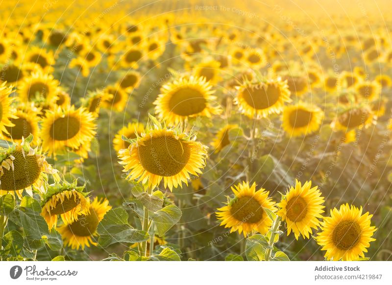 Blooming sunflowers in summer field bloom yellow countryside landscape nature agriculture environment picturesque vast rural season scenic plant farm flora