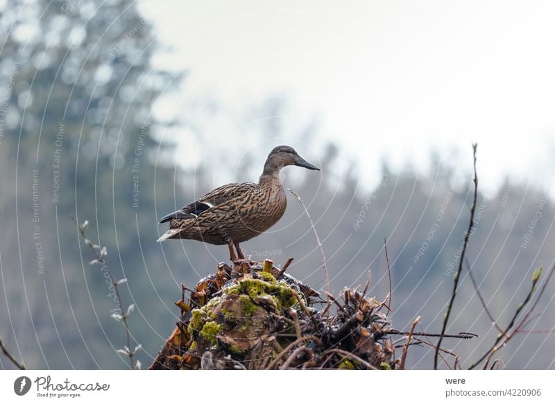 Mallard on a freshly trimmed pollard willow Anas platyrhynchos Pair of mallards Animal Animal motifs animal world wildlife Bird Copy Space feathers Fly Forest